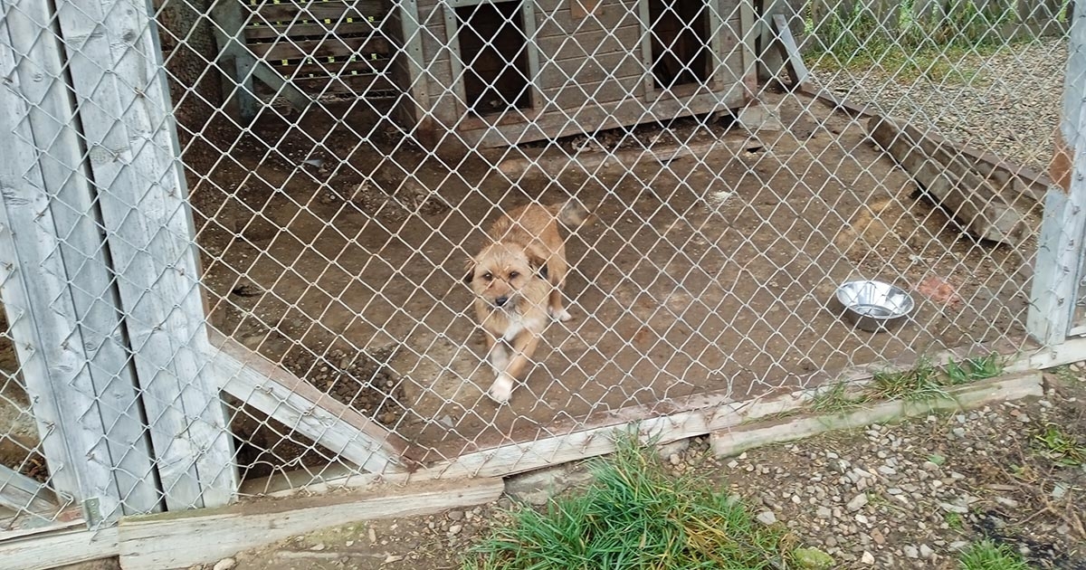 Gyergyótölgyes: menhelyre helyeztek egy kutyát a rendőrök, miután gazdája egy fémtárggyal ütlegelte a fején